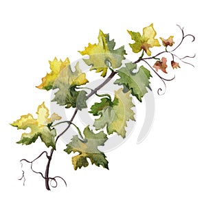 Watercolor hand drawn illustration of grape leaf. Raster design