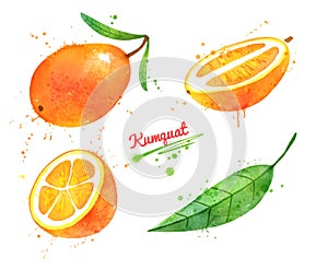 Watercolor hand drawn illustration of Kumquat fruit