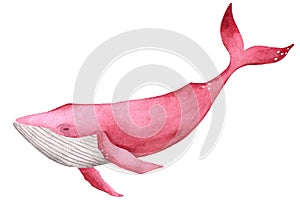 Watercolor hand drawn illustration with long pink whale isolated on white. Hand drawing with a marine mammals
