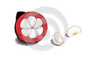 Watercolor hand drawn illustration with mangosteen