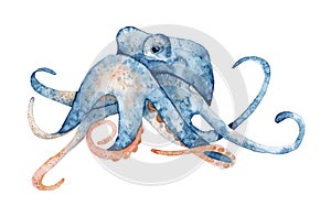 Watercolor hand drawn illustration of octopus in blue color isolated on white background