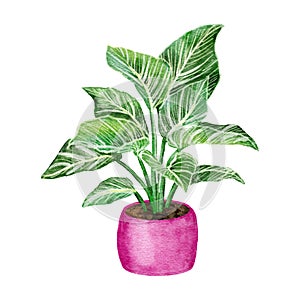 Watercolor hand drawn illustration of philodendron birkin. Popular trendy houseplant flower in pink pot, green striped