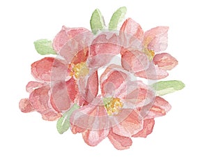 Watercolor hand drawn illustration. Pink flowers isolated on white background