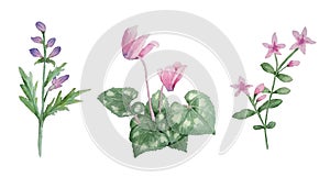 Watercolor hand drawn illustration of pink violet purple cyclamen wild flowers. Forest wood woodland nature plant