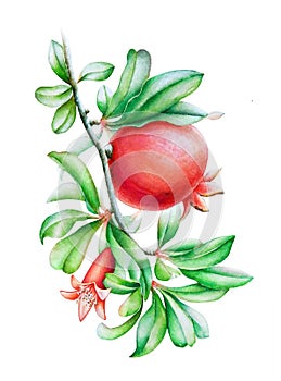 Watercolor illustration of the pomegranate tree branch