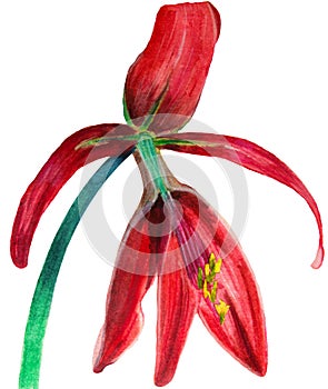 Watercolor hand drawn illustration of red blossom Sprekelia