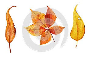 Watercolor hand drawn illustration of red orange yellow fall autumn leaves. Leaf of oak grapes vine trees, forest wood