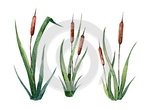 Watercolor hand drawn illustration of reed cattail typhus in a water river