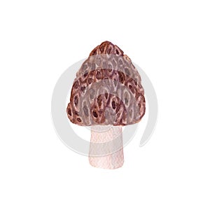 Watercolor hand drawn morel mushroom isolated on white background