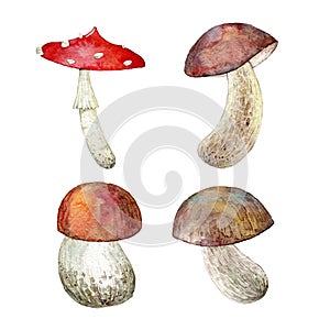 Watercolor hand drawn mushrooms set.