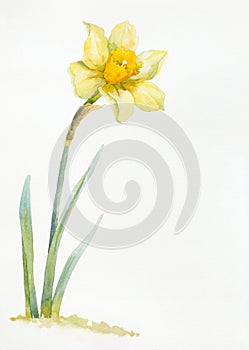 Watercolor hand drawn narcissus