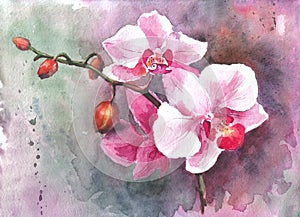 Watercolor hand-drawn orchid flowers