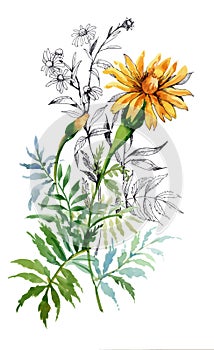Watercolor hand drawn painting with orange marigolds on white background.