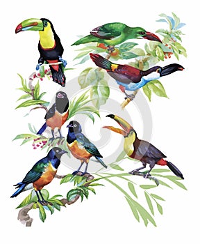 Watercolor hand drawn pattern with tropical summer flowers of and exotic birds