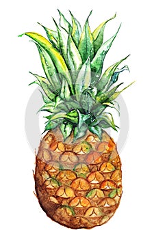 Watercolor hand drawn pineapple exotic tropical fruit