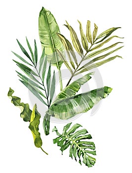 Watercolor hand drawn rainforest tropical leaves bouquet composition, banana, monstera and palm leaves