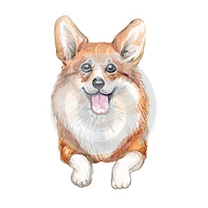 Watercolor hand drawn red corgi illustration