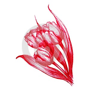 Watercolor hand drawn red tulips flower sketch isolated vector