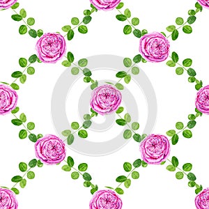 Watercolor hand drawn seamless organised floral pattern with eucalyptus green leaves and pink roses flowers isolated on white back