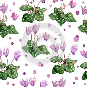 Watercolor hand drawn seamless pattern illustration of pink violet purple cyclamen wild flowers with polka dot. Forest