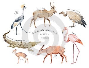 Watercolor hand drawn set. Colorful illustration of savannah african animals and birds isolated on white background