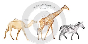 Watercolor hand drawn set with colorful illustration of savannah african animals isolated on white background. Giraffe