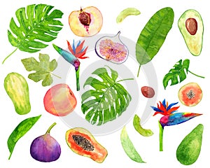 Watercolor hand drawn set with tropical plants, fruits and leaves