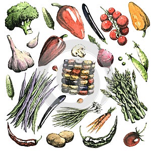 Watercolor hand-drawn set of vegetables. Jpeg only