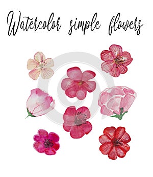 Watercolor hand drawn simple flowers elements, different wildflowers, isolated elements, botanical, mild pink flowers