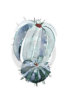 Watercolor hand drawn spiky cactus bloom flower