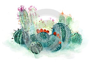 Watercolor hand drawn spiky cactus bloom flower.