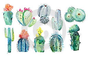 Watercolor hand drawn spiky cactus bloom flower.