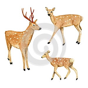 Watercolor hand drawn spotted deers family isolated on white background.