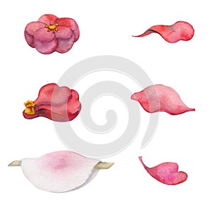 Watercolor hand drawn traditional Japanese sweets. Winter wagashi, mochi, hanabira, camellia. Isolated on white