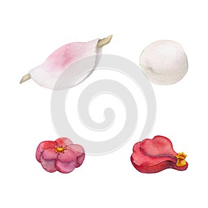 Watercolor hand drawn traditional Japanese sweets. Winter wagashi, mochi, hanabira, camellia. Isolated on white