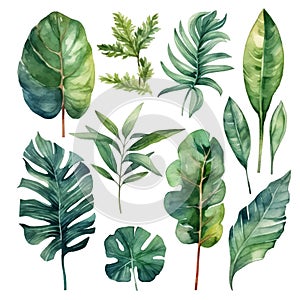 Watercolor hand drawn tropical plants branches leaves set. Vector drawing palm, fern, monstera leaves collection. Isolated painted