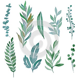 Watercolor hand drawn vector green twigs leaves