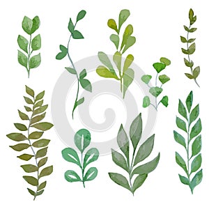 Watercolor hand drawn vector twigs leaves