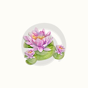 Watercolor hand drawn water lilas illustration. Pink water lily on green leaves