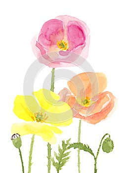 Watercolor hand drawn wild meadow colorful poppies flowers composition.