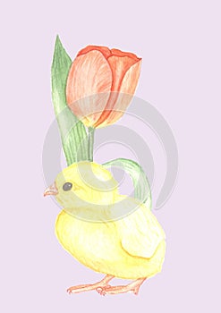 watercolor hand pained chicken with tulip