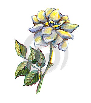 Watercolor hand painted blue rose flower botanical illustration