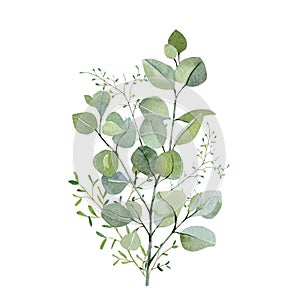 Watercolor hand painted bouquet eucalyptus and green plants. Frolar branches and leaves isolated on white background. Greenery il