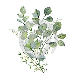 Watercolor hand painted bouquet silver dollar eucalyptus and green plants. Frolar branches and leaves isolated on white background