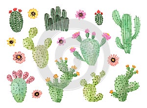 Watercolor hand painted cacti with flowers