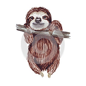 Watercolor hand painted cute sloth hanging on the tree. Cartoon little baby animal illustration in lazy style.