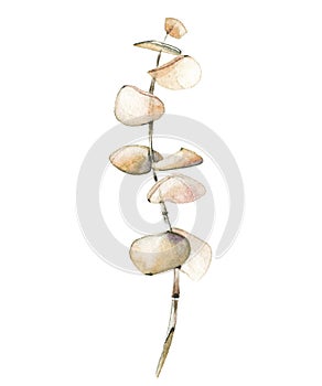 Watercolor hand painted dry beige eucalyptus branch. Vector traced isolated floral illustration on white background