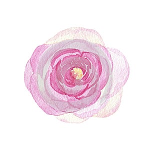 Watercolor hand painted flower pink rose isolated on white background
