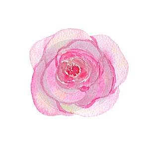 Watercolor hand painted flower pink rose isolated on white background