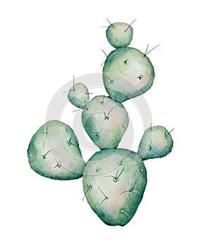 Watercolor hand painted green cactus. Watercolor succulent